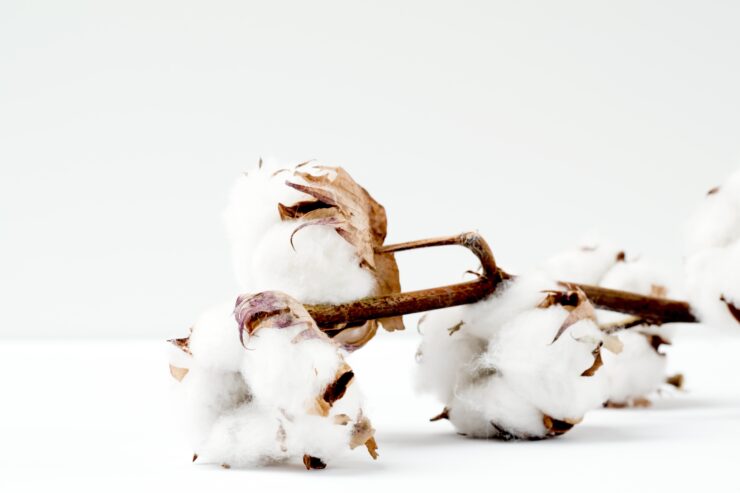 これからの季節に合う素材　綿－コットン－のアイキャッチ画像